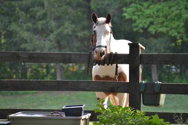 Bien installer la clôture électrique pour vos chevaux