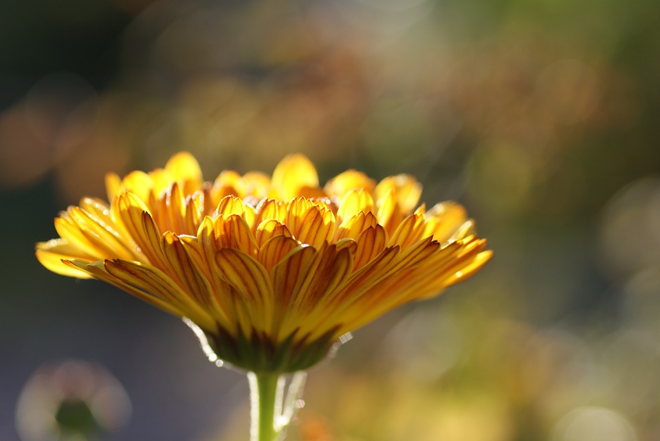 La phytothérapie, si on en parlait ?